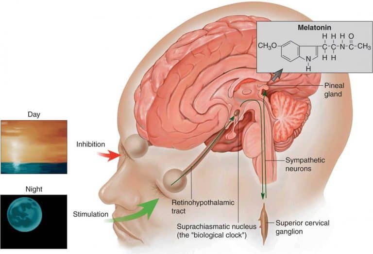 the-role-and-functions-of-suprachiasmatic-nucleus-scn-for-sleep-wake